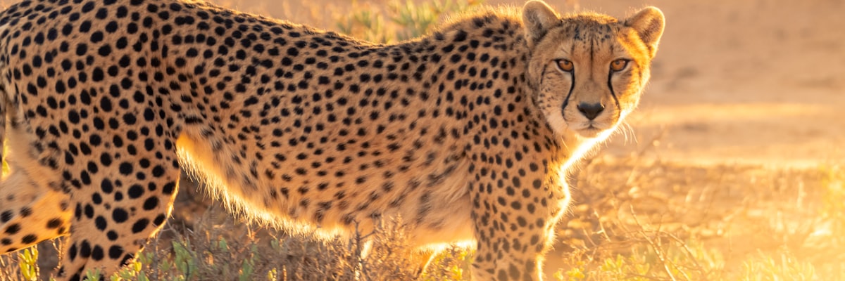 展示体育比赛数据趋势的分析图表，包含折线图、柱状图和热力图等多种可视化形式